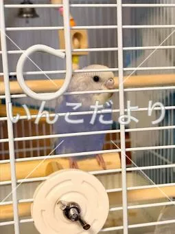 コメントの画像