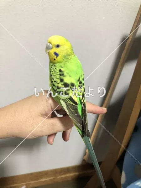 コメントの画像