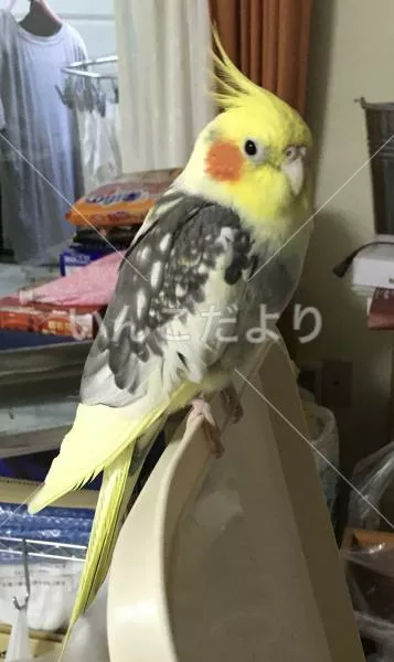 コメントの画像