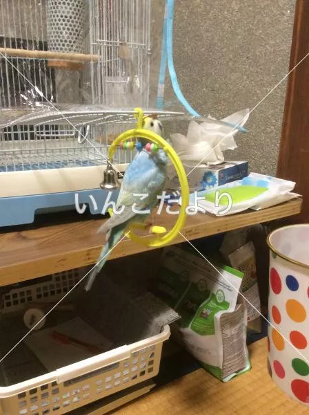 コメントの画像