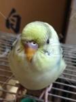 コメントの画像