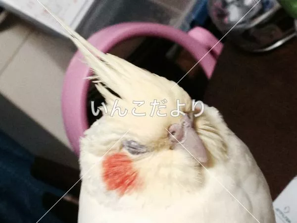 コメントの画像