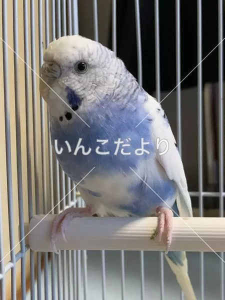 コメントの画像