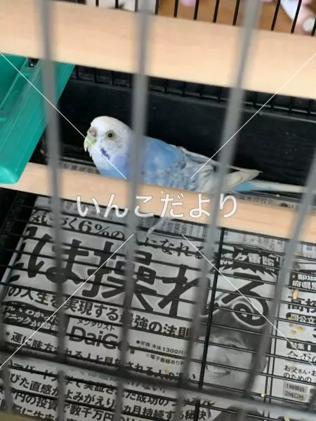 コメントの画像