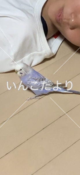 コメントの画像