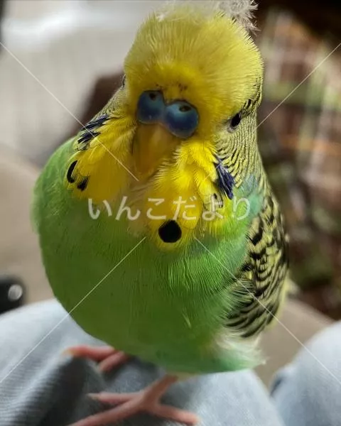 コメントの画像