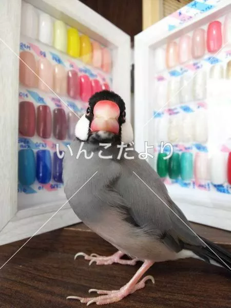 コメントの画像