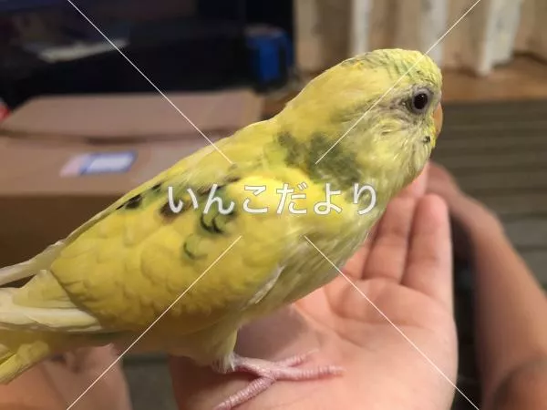 コメントの画像