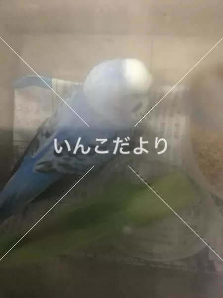 コメントの画像