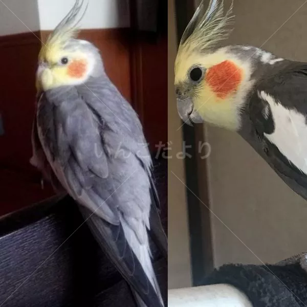 コメントの画像