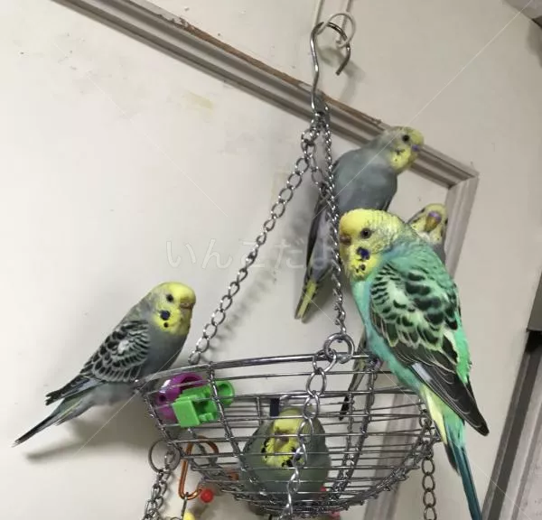 コメントの画像