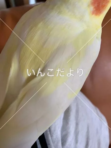 コメントの画像