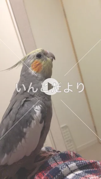 コメントの画像