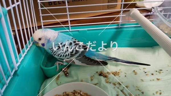 コメントの画像