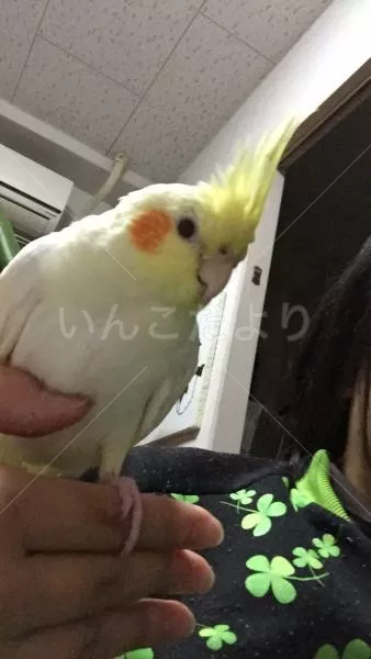 コメントの画像