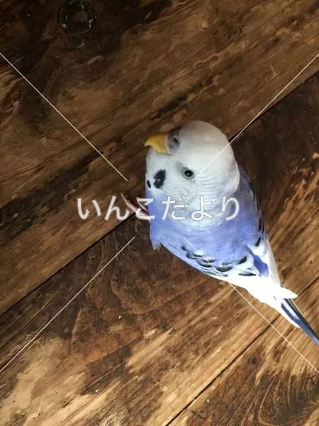 コメントの画像