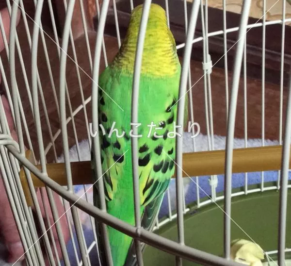 コメントの画像