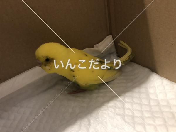 コメントの画像