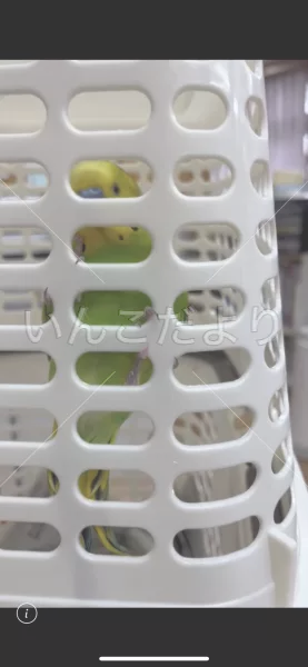 コメントの画像