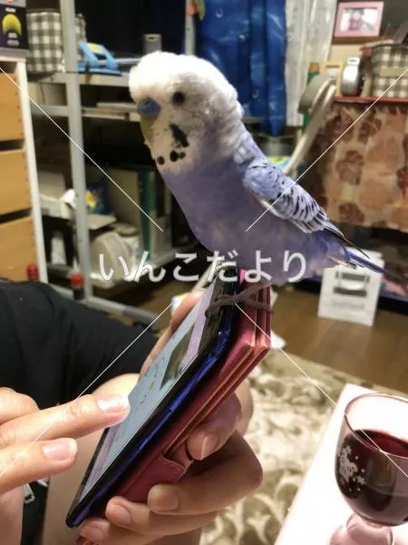 コメントの画像