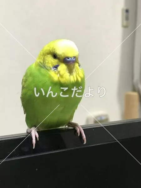 コメントの画像