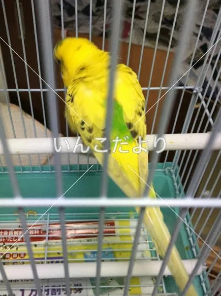 コメントの画像