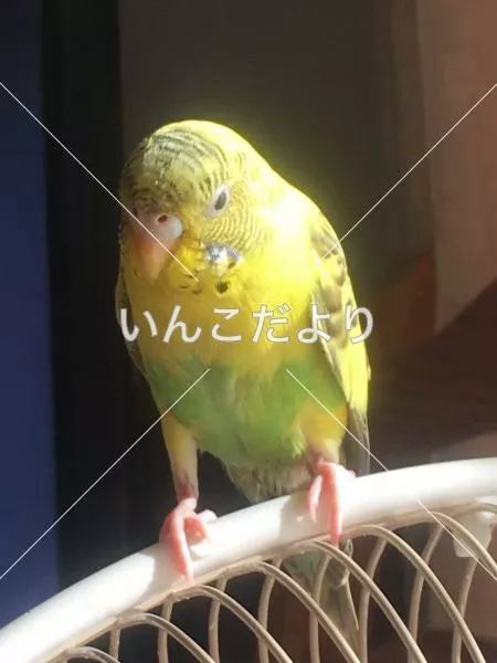 コメントの画像