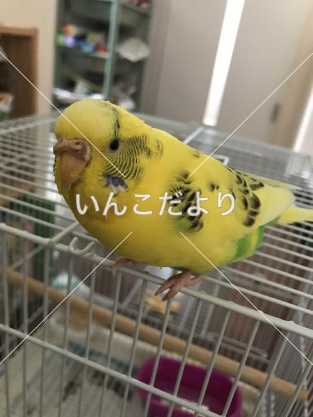 コメントの画像