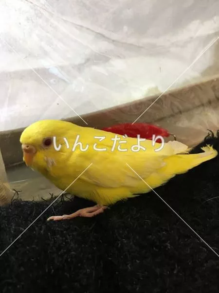 コメントの画像