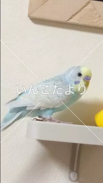 コメントの画像