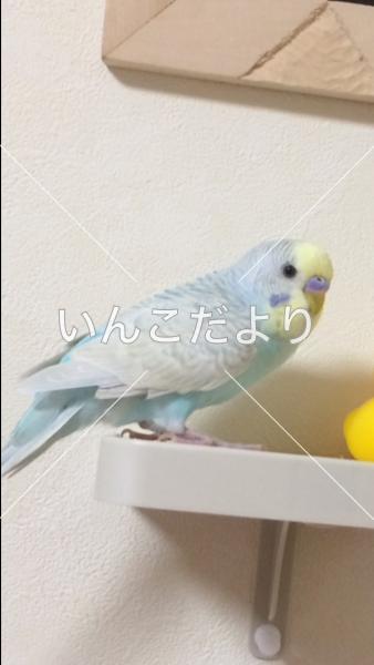 コメントの画像