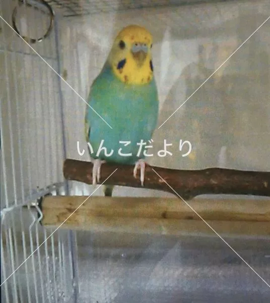 コメントの画像