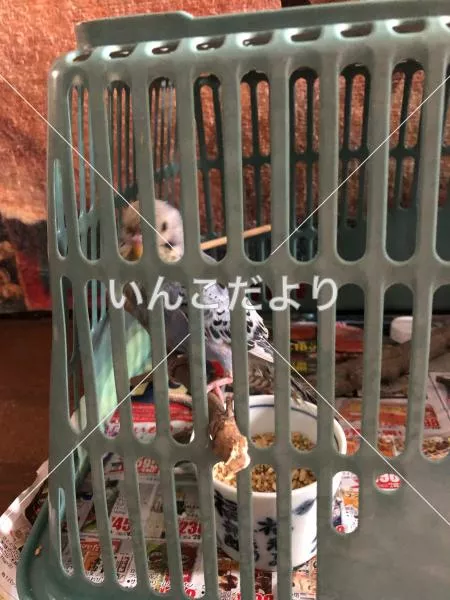 コメントの画像