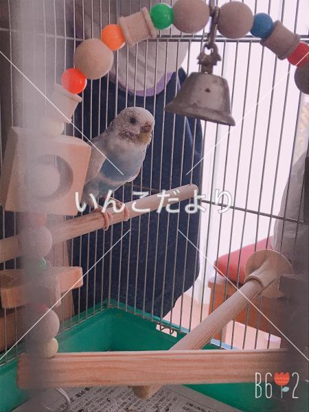 コメントの画像