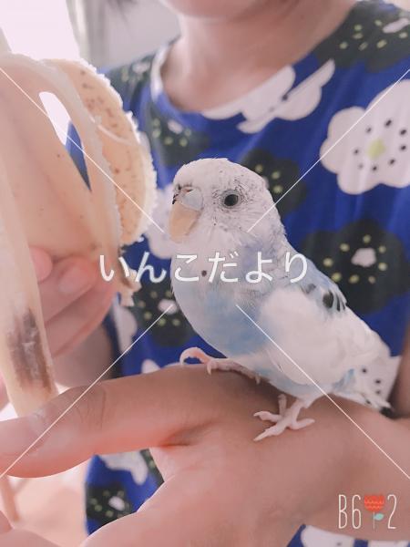 コメントの画像
