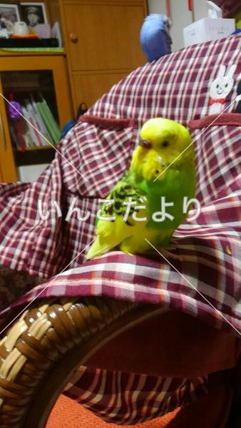コメントの画像