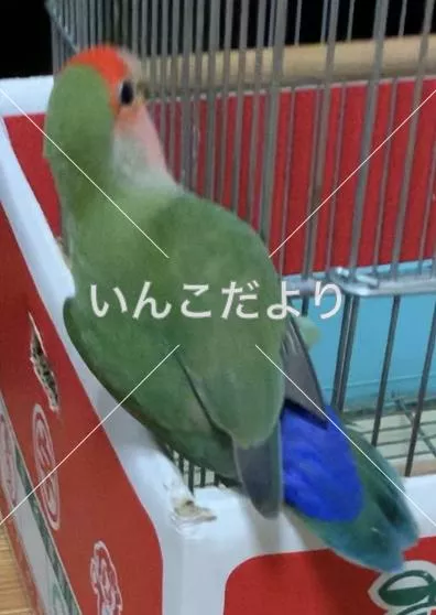 コメントの画像