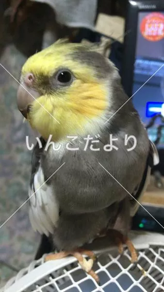 コメントの画像