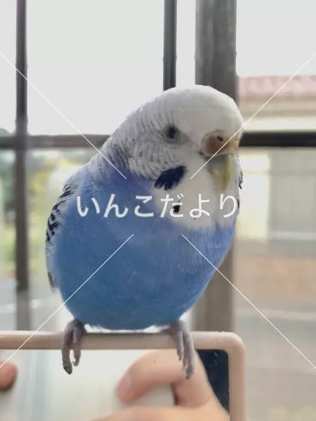 コメントの画像