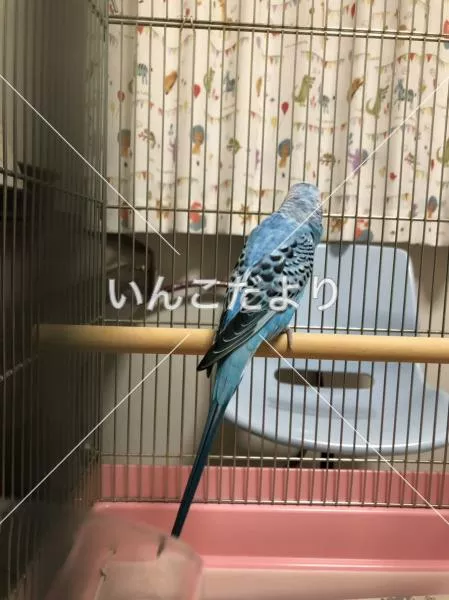 コメントの画像