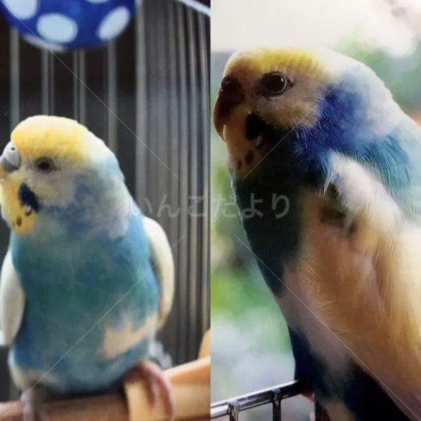 コメントの画像