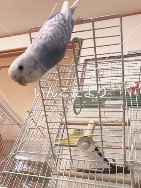 コメントの画像