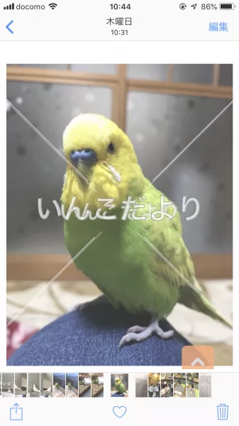 コメントの画像