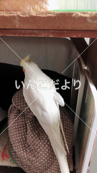 コメントの画像