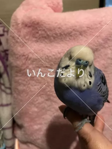 コメントの画像