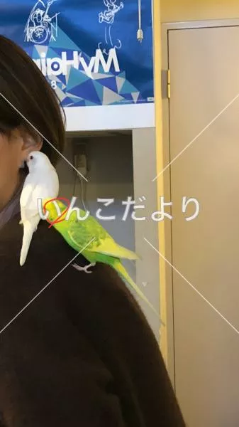 コメントの画像