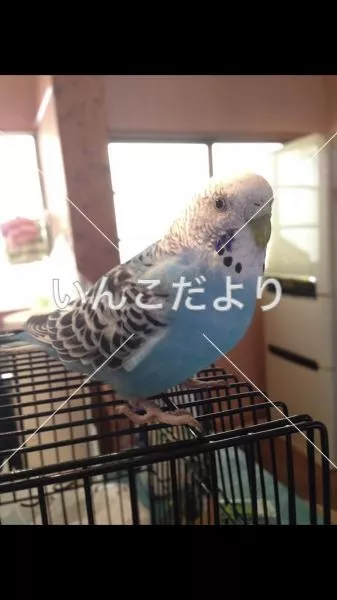 コメントの画像