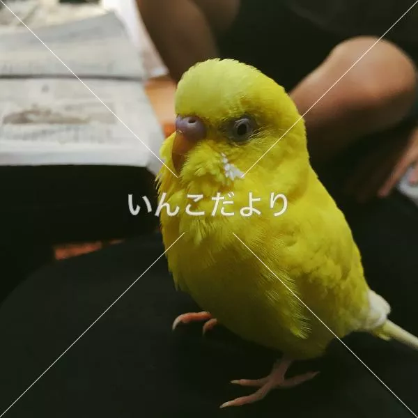 コメントの画像