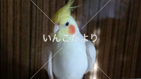 コメントの画像