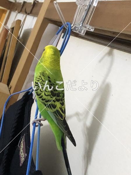 コメントの画像
